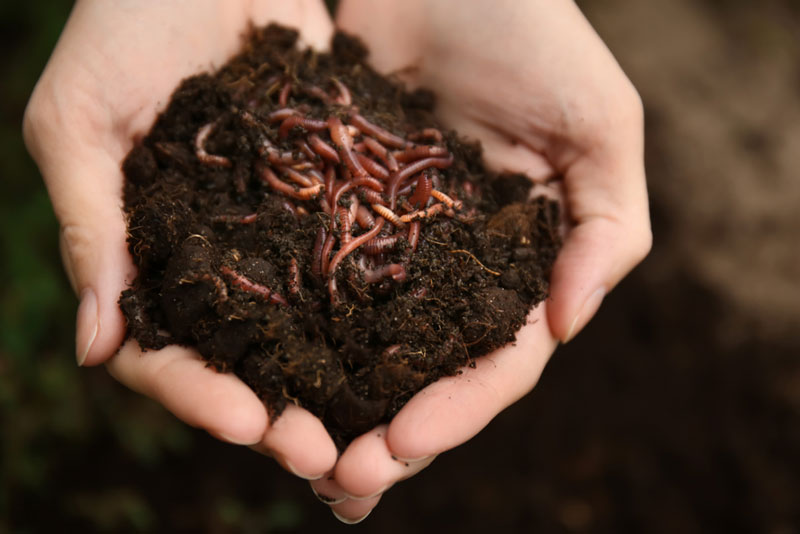 person holding worms in soil. 