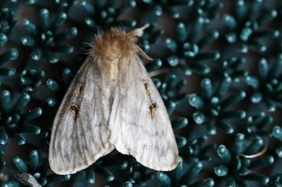 White cedar moth