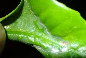 Citrus Leaf Miner 