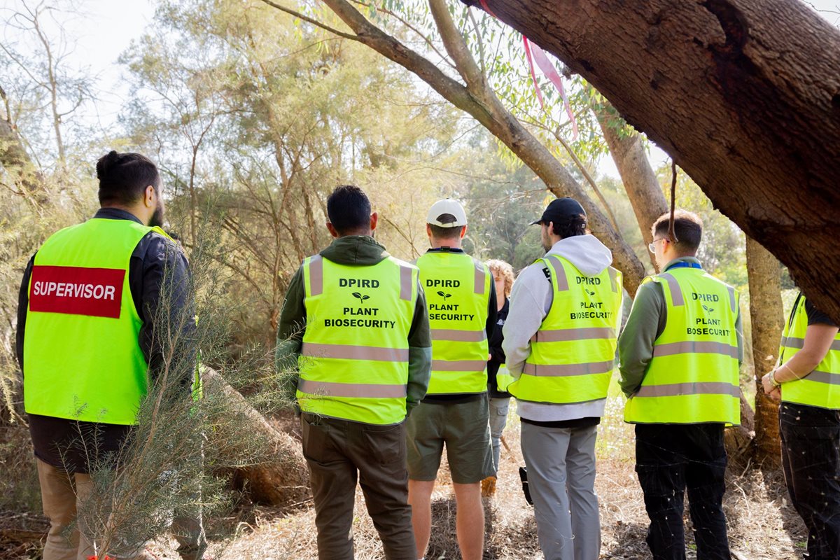 DPIRD field staff assessing trees
