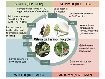 Citrus gall wasp (Cynipidae)