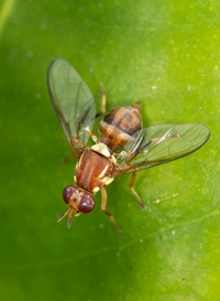 Queensland fruit fly
