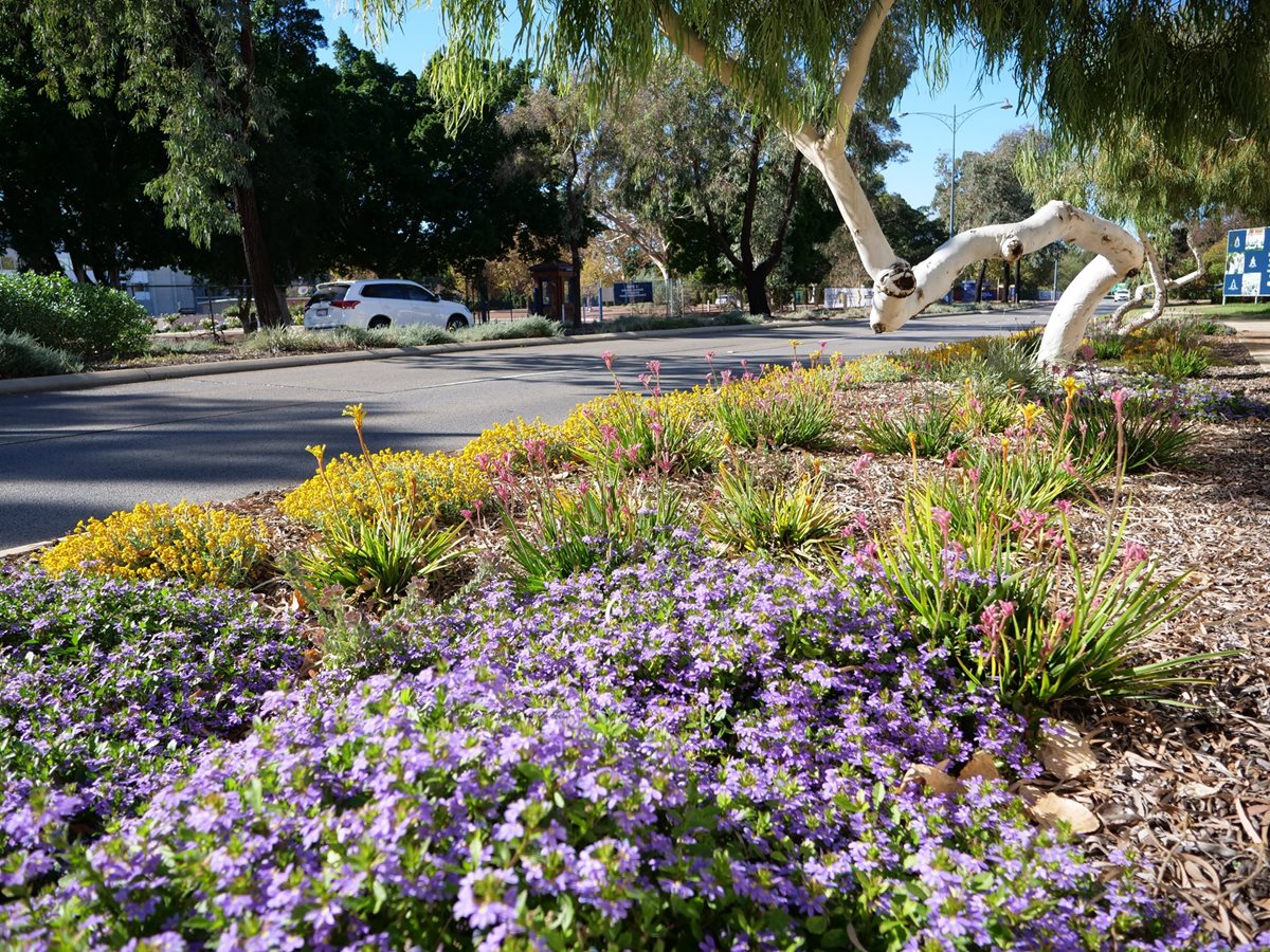 Native verge garden flowering