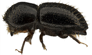 Polyphagous Shot‑Hole Borer (PSHB) 
