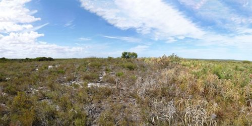Dieback